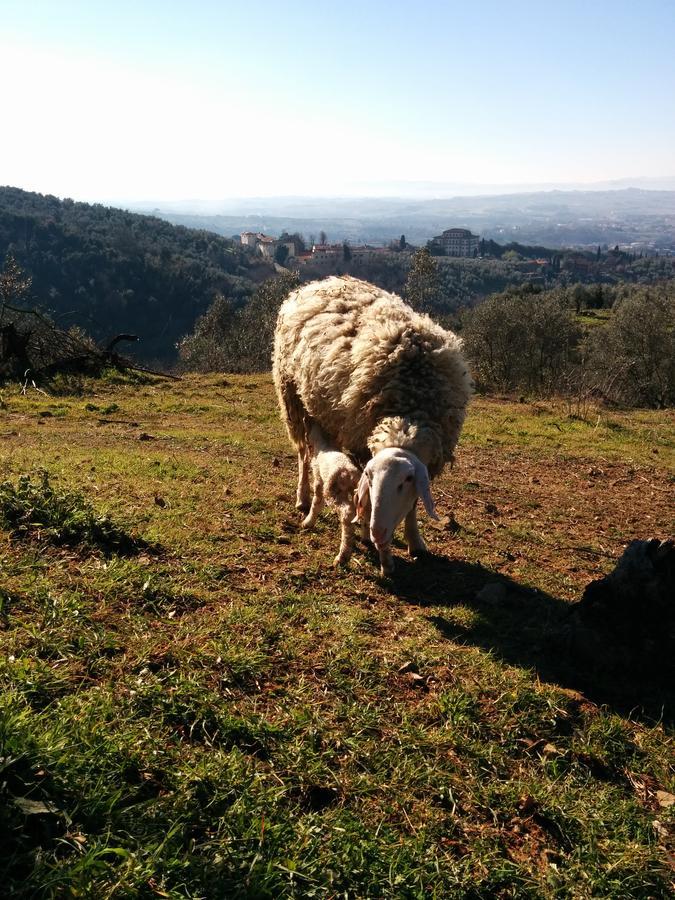 La Dispensa-Bio Agriturismo Lamporecchio Buitenkant foto